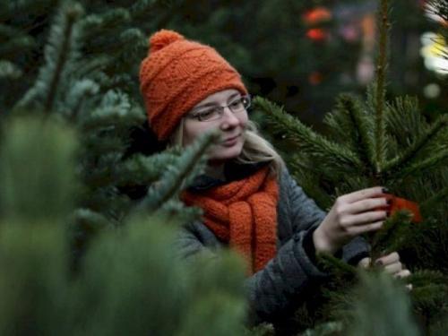 Праздник приближается: как жителям Авдеевки правильно выбрать новогоднее дерево