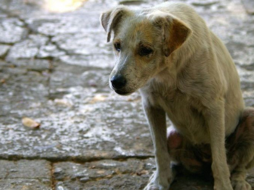 В Авдеевке готовы потратить на регулирование численности бездомных животных почти 200 тысяч гривен