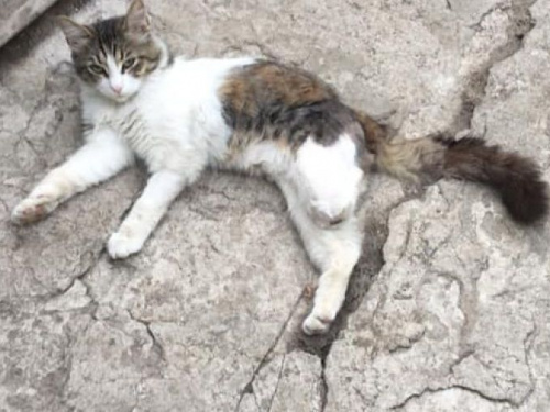 В Авдеевке ищут дом для кота-инвалида (ФОТО)