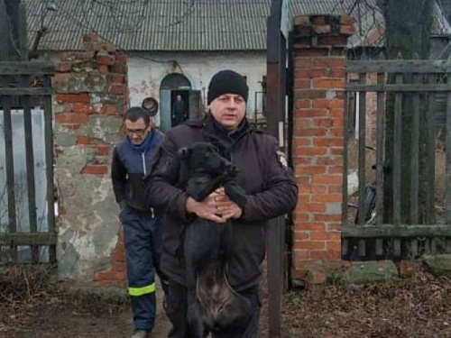 В Авдіївці продовжується робота по відлову, стерилізації та чіпізації бродячих собак