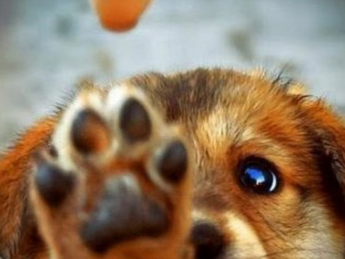 Бюджет Авдеевки не потянет создание и содержание приюта для бездомных животных