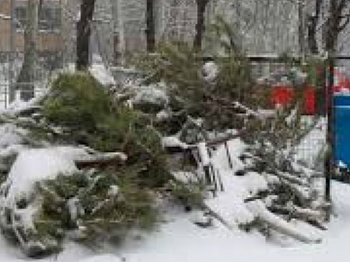 В Авдеевке нашли применение отслужившим в праздники хвойным красавицам (ФОТО)