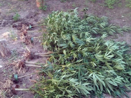 Авдеевские копы дали бой наркотикам (ФОТО)