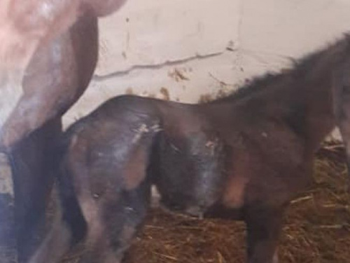 У авдеевских лошадей-переселенок появилось потомство