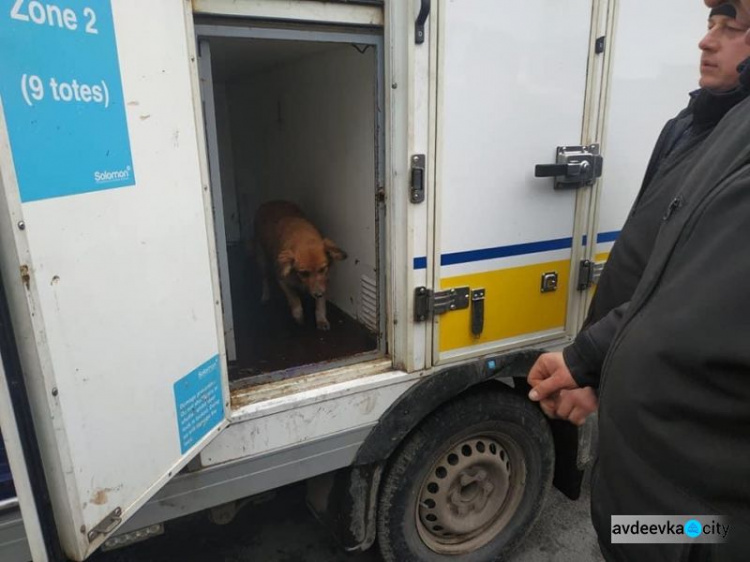 В Авдіївці продовжується робота по відлову, стерилізації та чіпізації бродячих собак