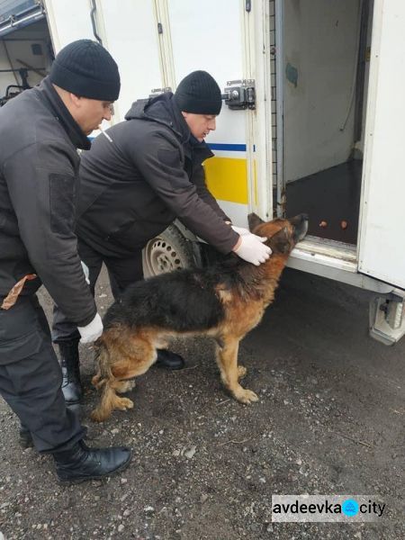 В Авдіївці продовжується робота по відлову, стерилізації та чіпізації бродячих собак