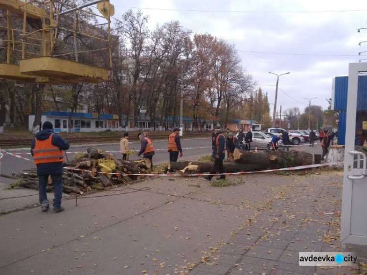 Коммунальщики спилили дерево в центре Авдеевки: многие горожане недовольны (ФОТО)