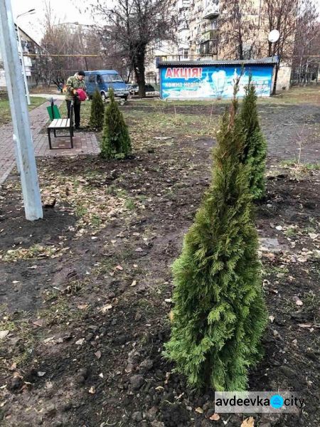 В Авдіївці стартував проект по озелененню міста