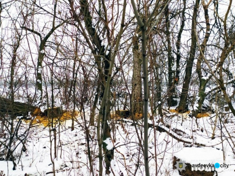 Житель Очеретино срубил деревья и попал по статье