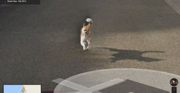В Японии собака погналась за машиной, снимавшей панорамы для Google Street View (ФОТО)