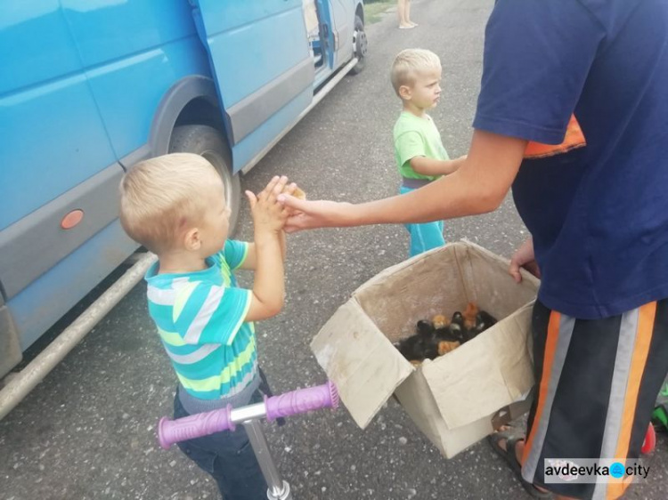 Более 700 семей в 24 прифронтовых поселках на Донбассе  получили цыплят и комбикорм (ФОТО)