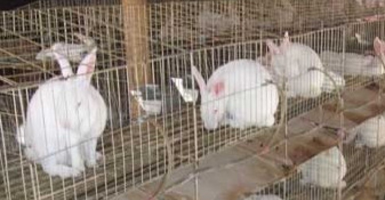 ФАО намерена к концу весны организовать поставки сельскохозресурсов в помощь жителям  Донбасса