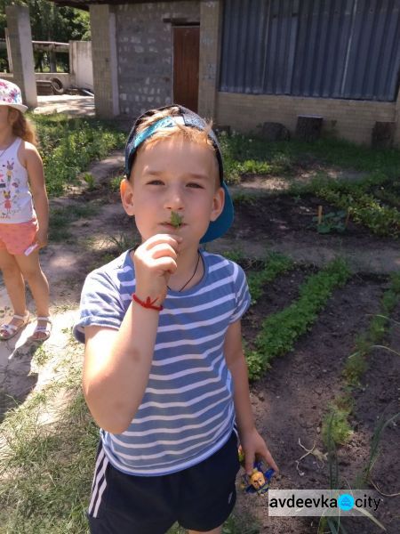 В авдеевском садике "Малыш" детвора выращивает тепличные овощи (ФОТО)