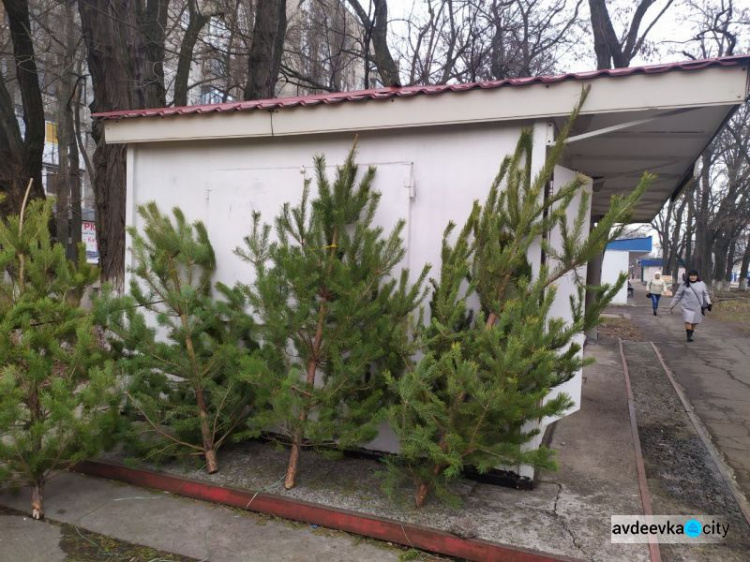 По чём новогодние красавицы в Авдеевке (ФОТО