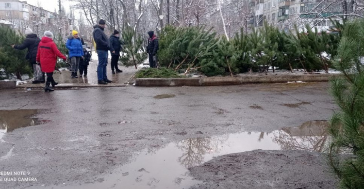 Елочные базары в Авдеевке: во сколько горожанам обойдётся лесная красавица?