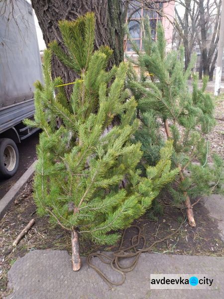 По чём новогодние красавицы в Авдеевке (ФОТО