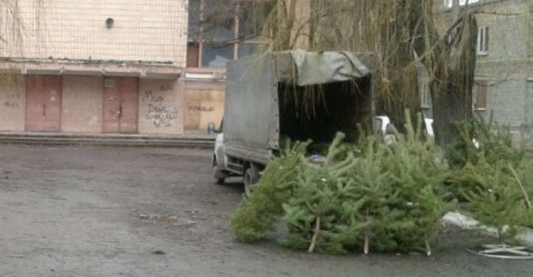 В Авдіївці визначили місця для тимчасової реалізації ялинок та сосен перед новорічними святами