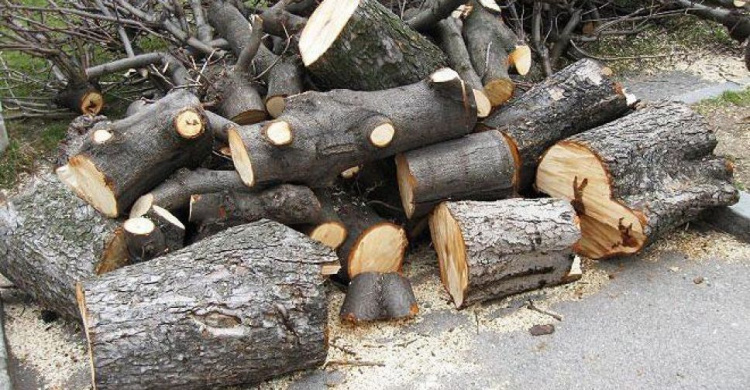 Возле авдеевской опорной школы избавятся от старых деревьев