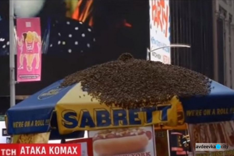 В центре Нью-Йорка рой пчел напал на палатку с хот-догами (ФОТО+ВИДЕО)