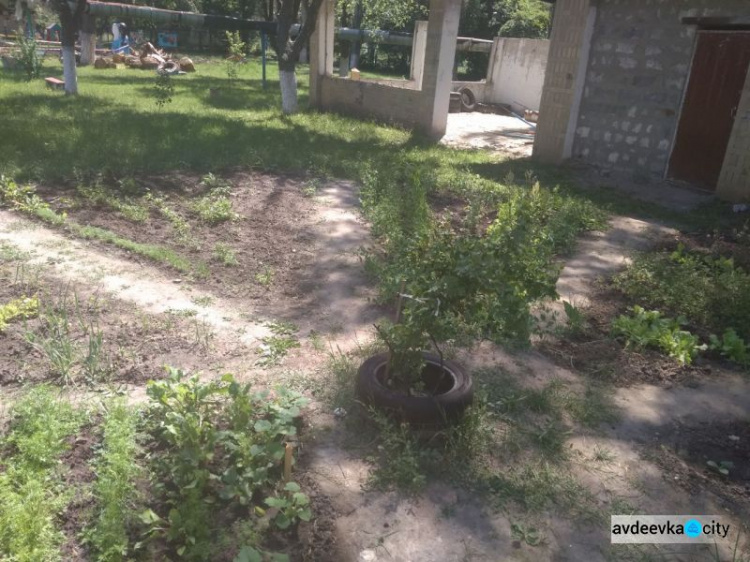 В авдеевском садике "Малыш" детвора выращивает тепличные овощи (ФОТО)