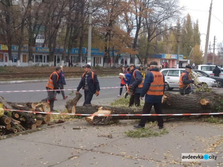 Коммунальщики спилили дерево в центре Авдеевки: многие горожане недовольны (ФОТО)