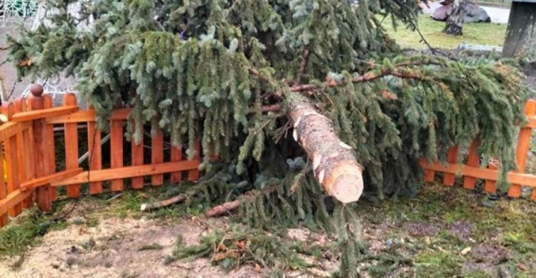 В Украине продолжается "елкопад": где успели упасть новогодние красавицы