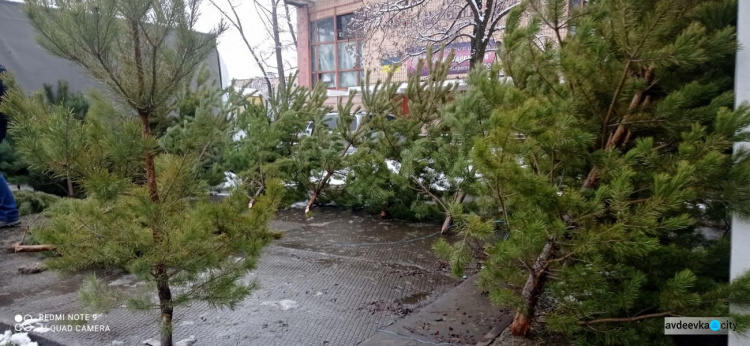 Елочные базары в Авдеевке: во сколько горожанам обойдётся лесная красавица?