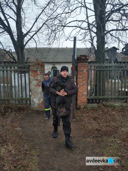 В Авдіївці продовжується робота по відлову, стерилізації та чіпізації бродячих собак