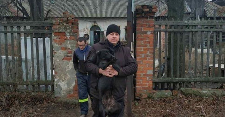 В Авдіївці продовжується робота по відлову, стерилізації та чіпізації бродячих собак