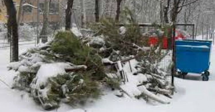 В Авдеевке нашли применение отслужившим в праздники хвойным красавицам (ФОТО)